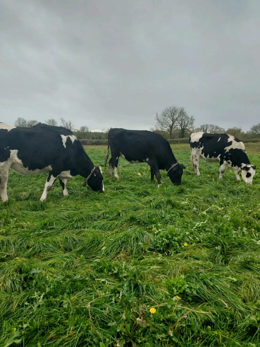 Incalf heifers - Image 2