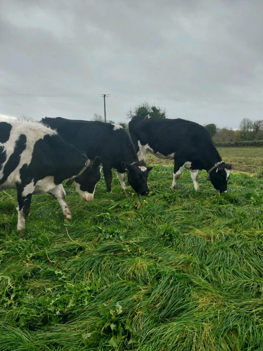 Incalf heifers - Image 3