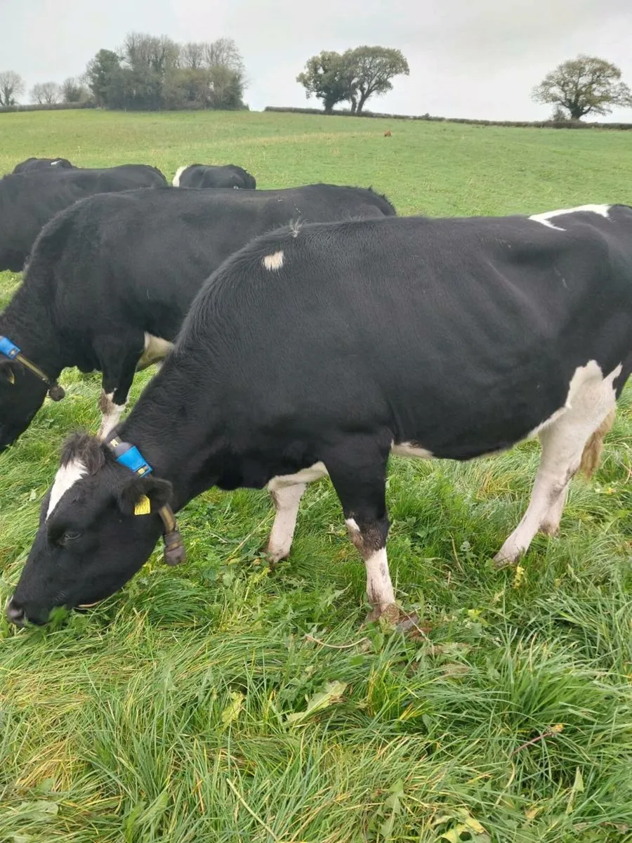 Incalf heifers - Image 1