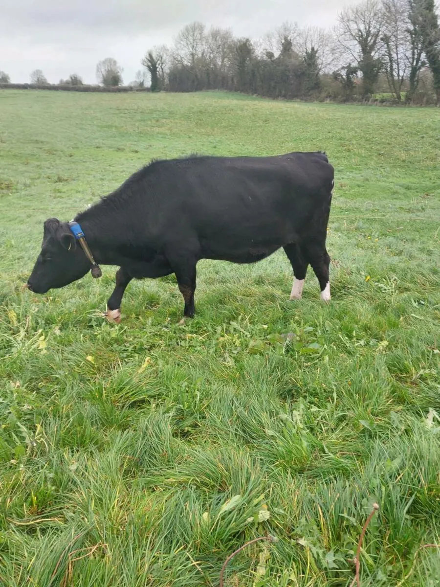 Incalf heifers - Image 4