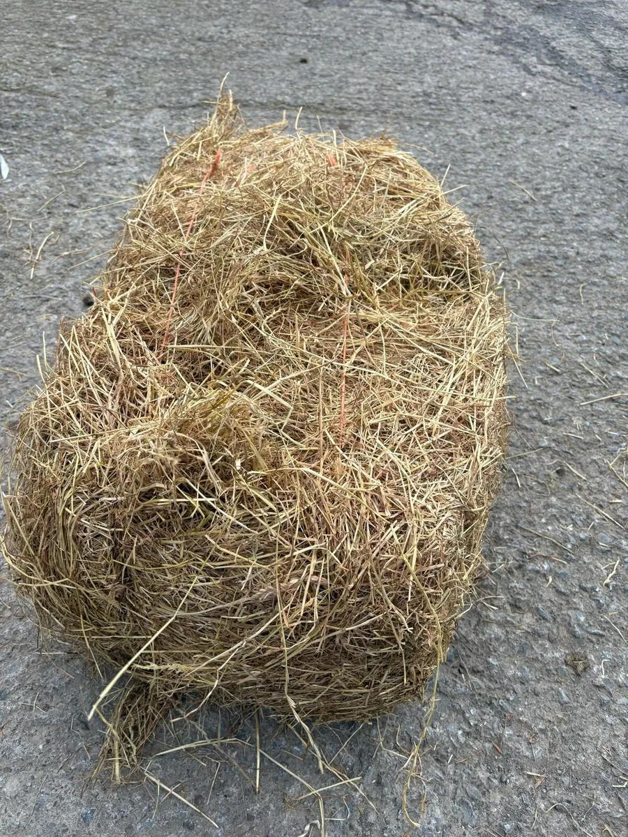 Premium Haylage for all types of Horses & Cattle - Image 4