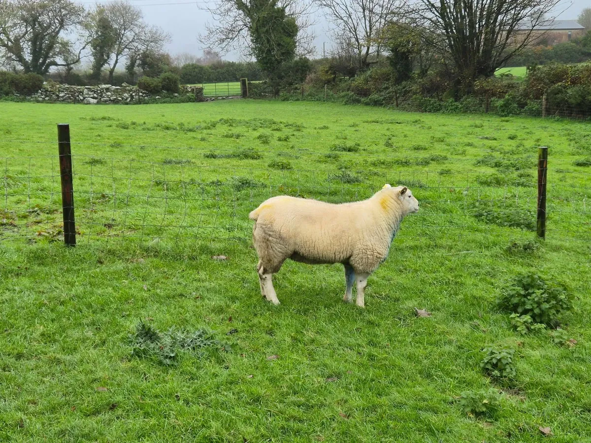 Belclare hogget ram - Image 1