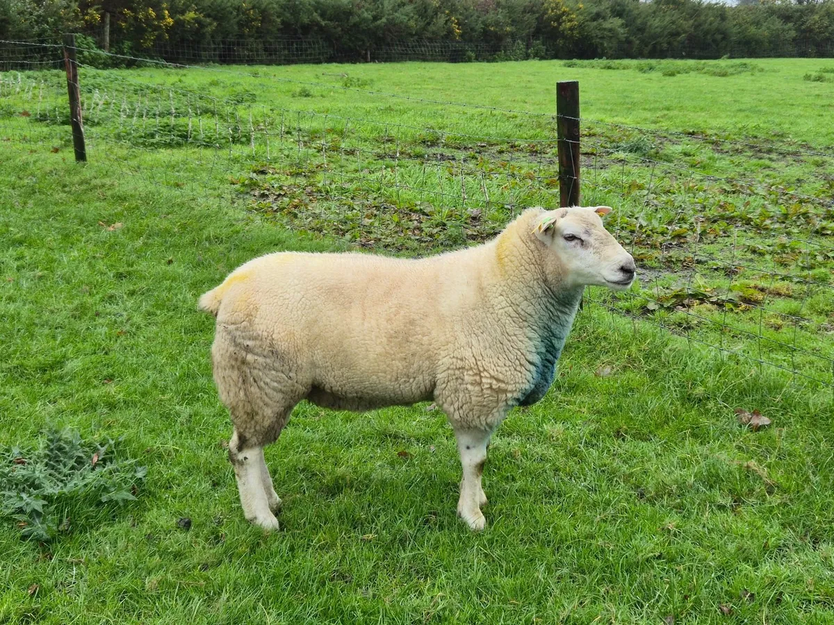 Belclare hogget ram - Image 2
