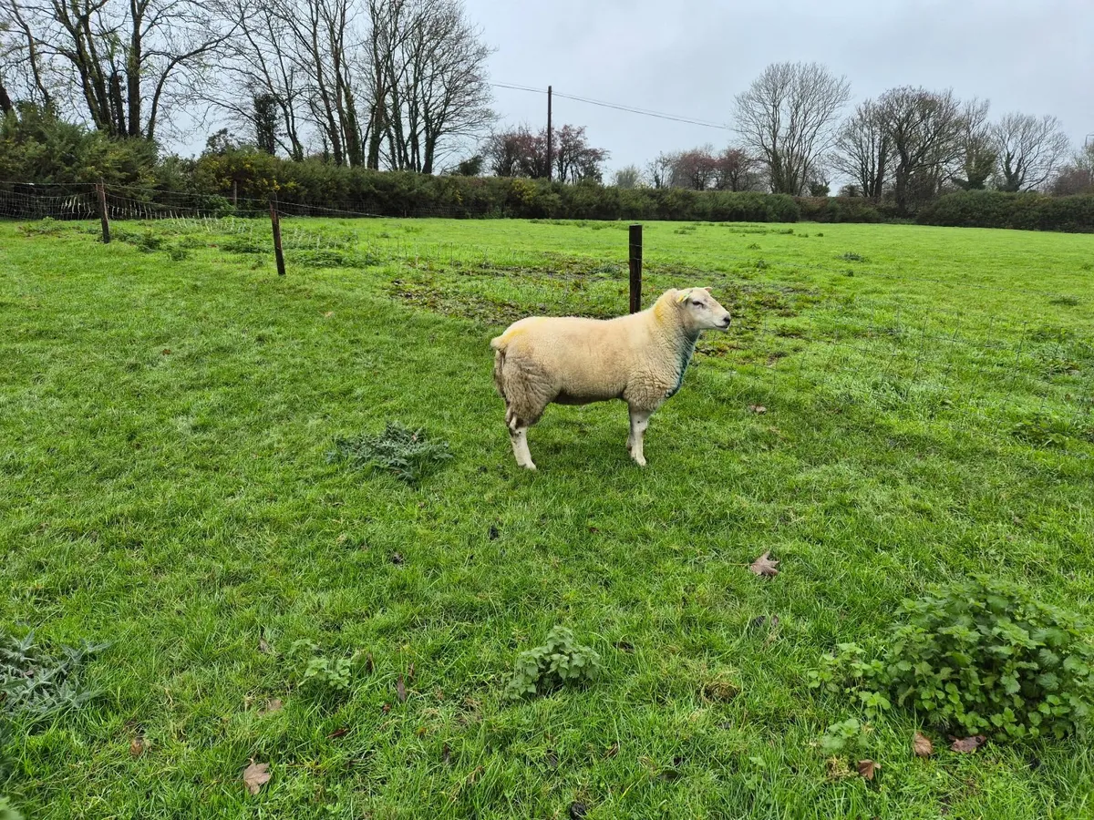 Belclare hogget ram - Image 4