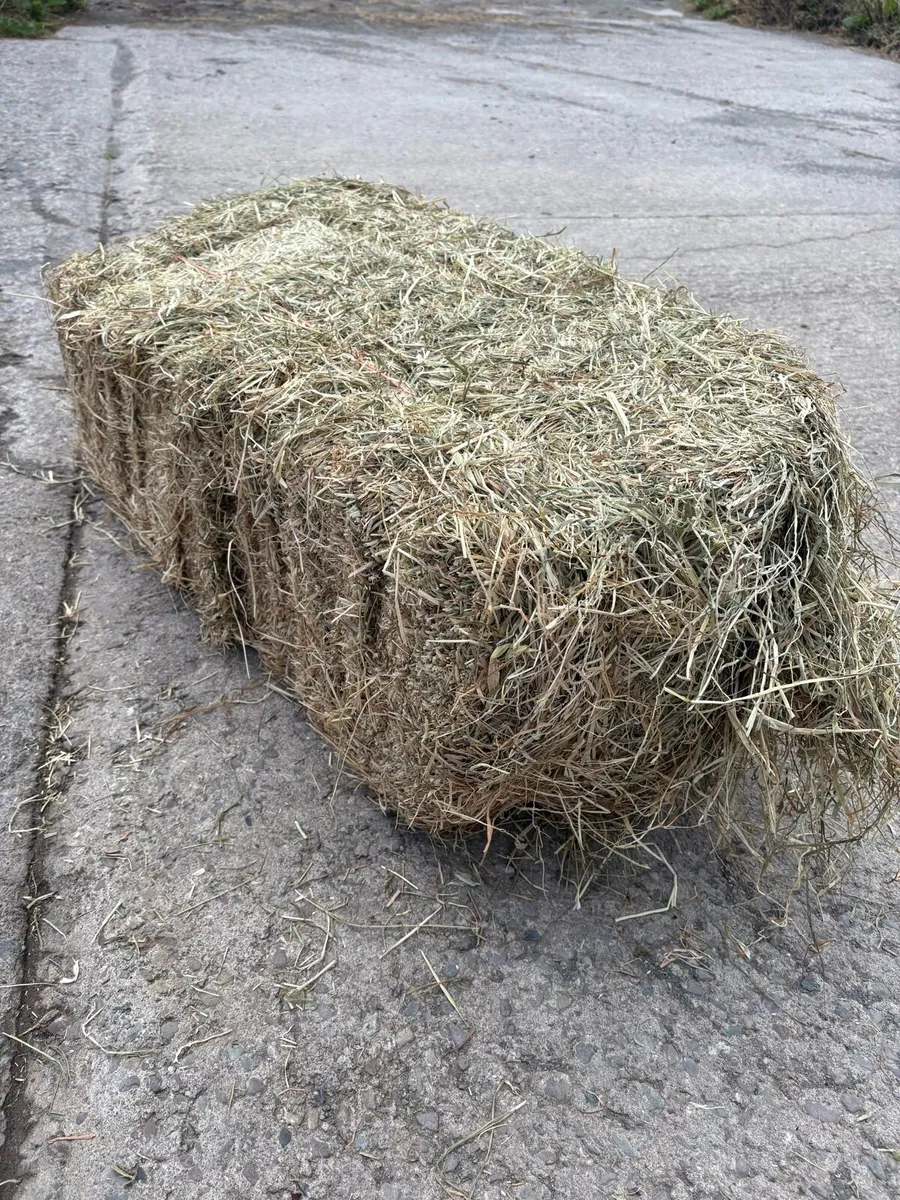 Premium Haylage for all types of Horses & Cattle - Image 3