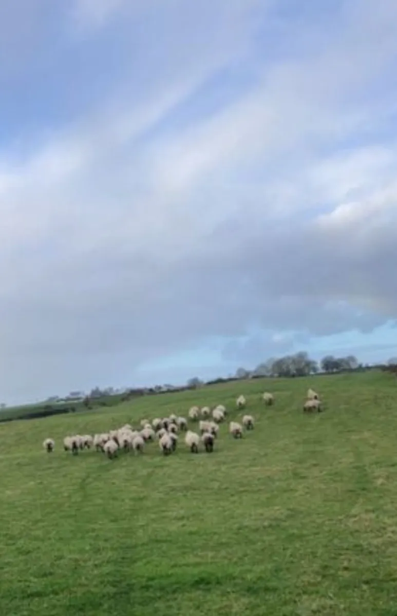 Wanted sheep grazing north Galway area