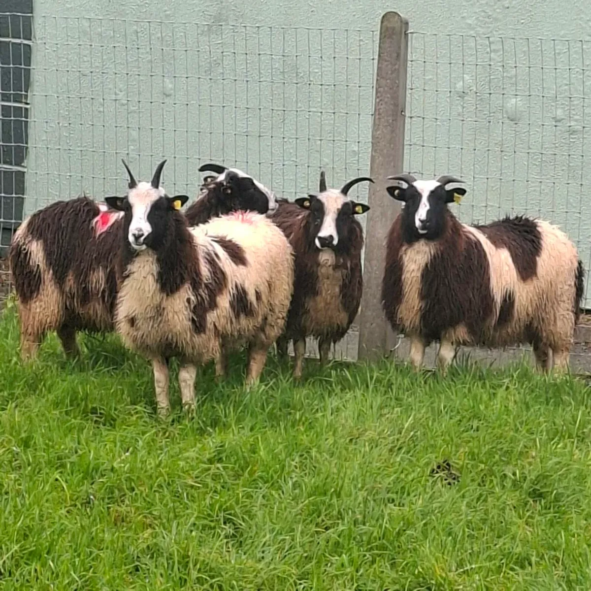 Jacob Ewe lambs - Image 1