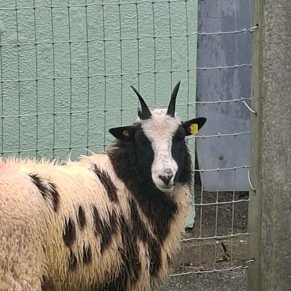 Jacob Ewe lambs - Image 3