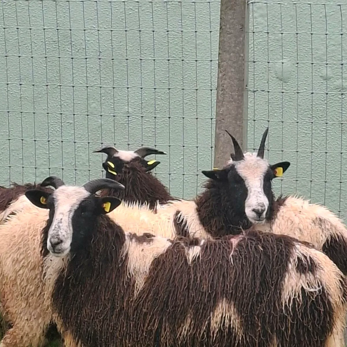 Jacob Ewe lambs - Image 4