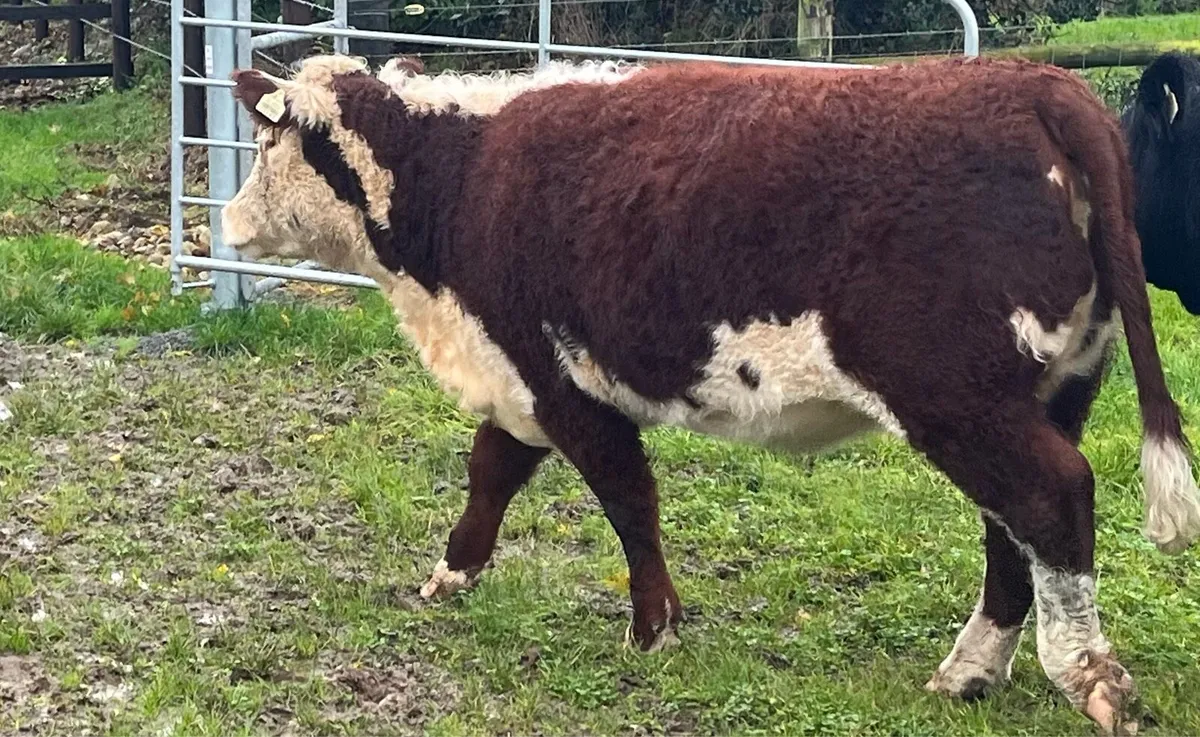 Ped Hereford Tullamore today