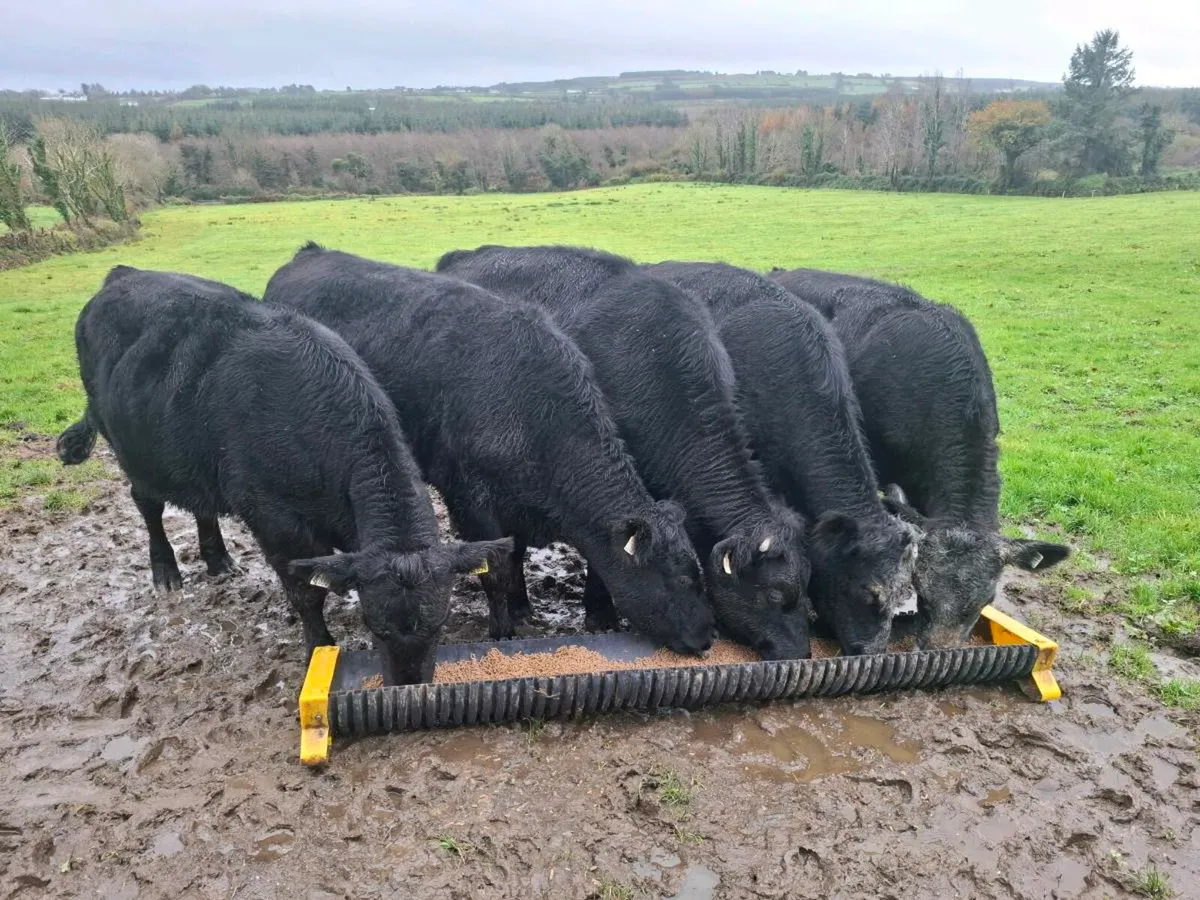 Angus Bullocks - Image 1