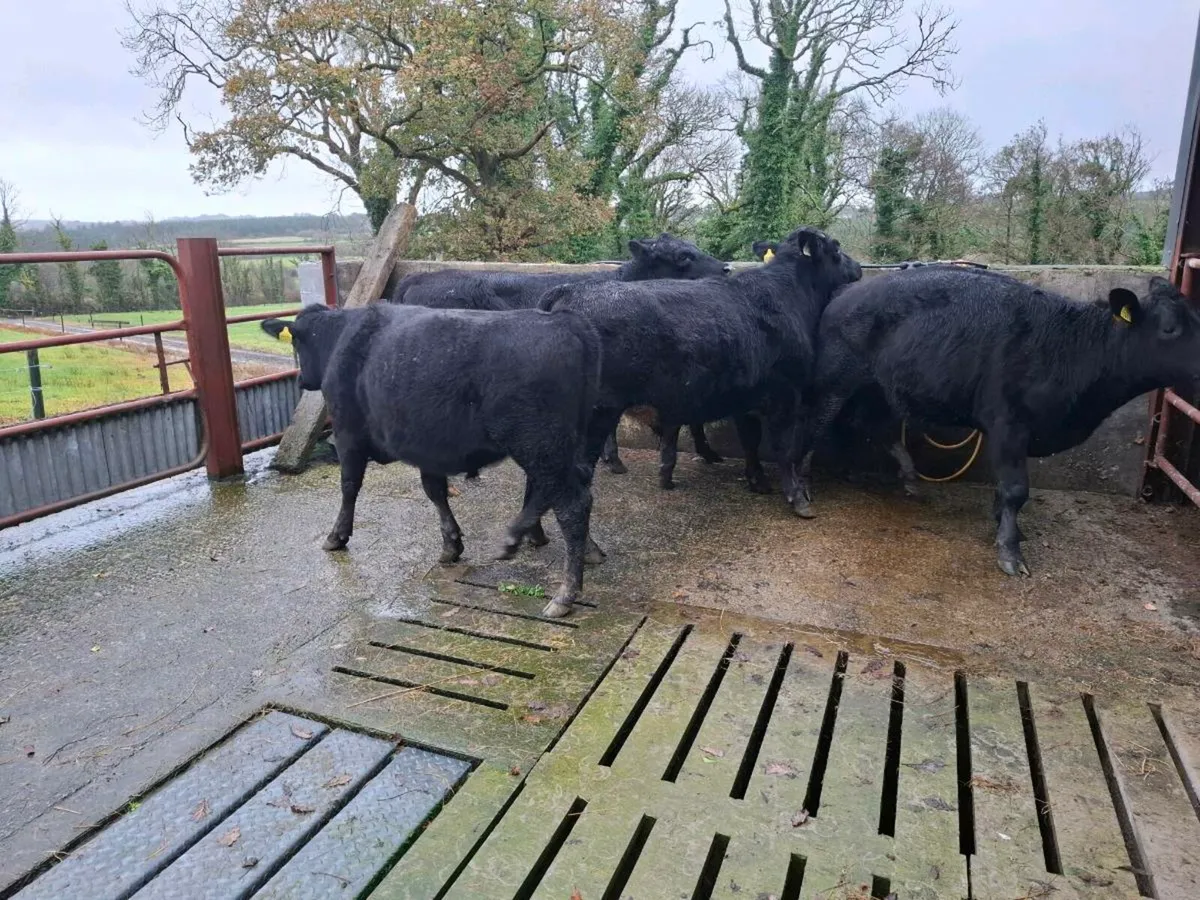 Angus Bullocks - Image 2