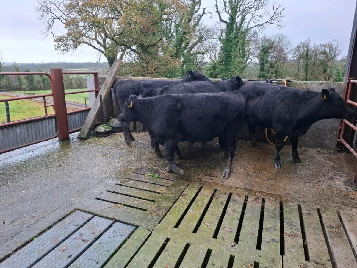 Angus Bullocks - Image 3