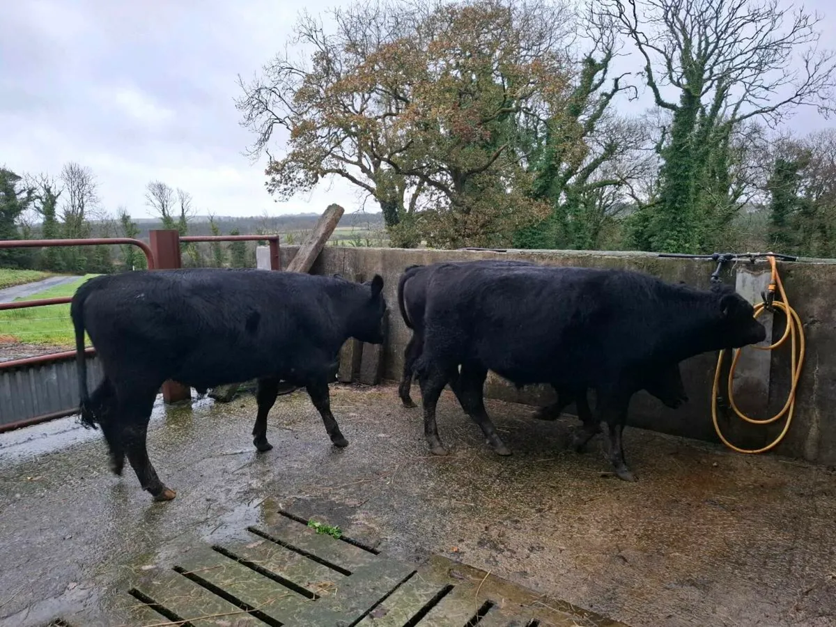 Angus Bullocks - Image 4