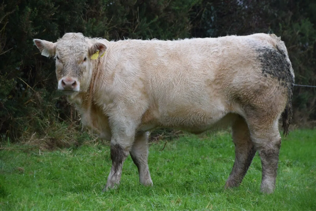 2 Organic Weanling Heifers Ros Mart Tue 4th Nov - Image 2
