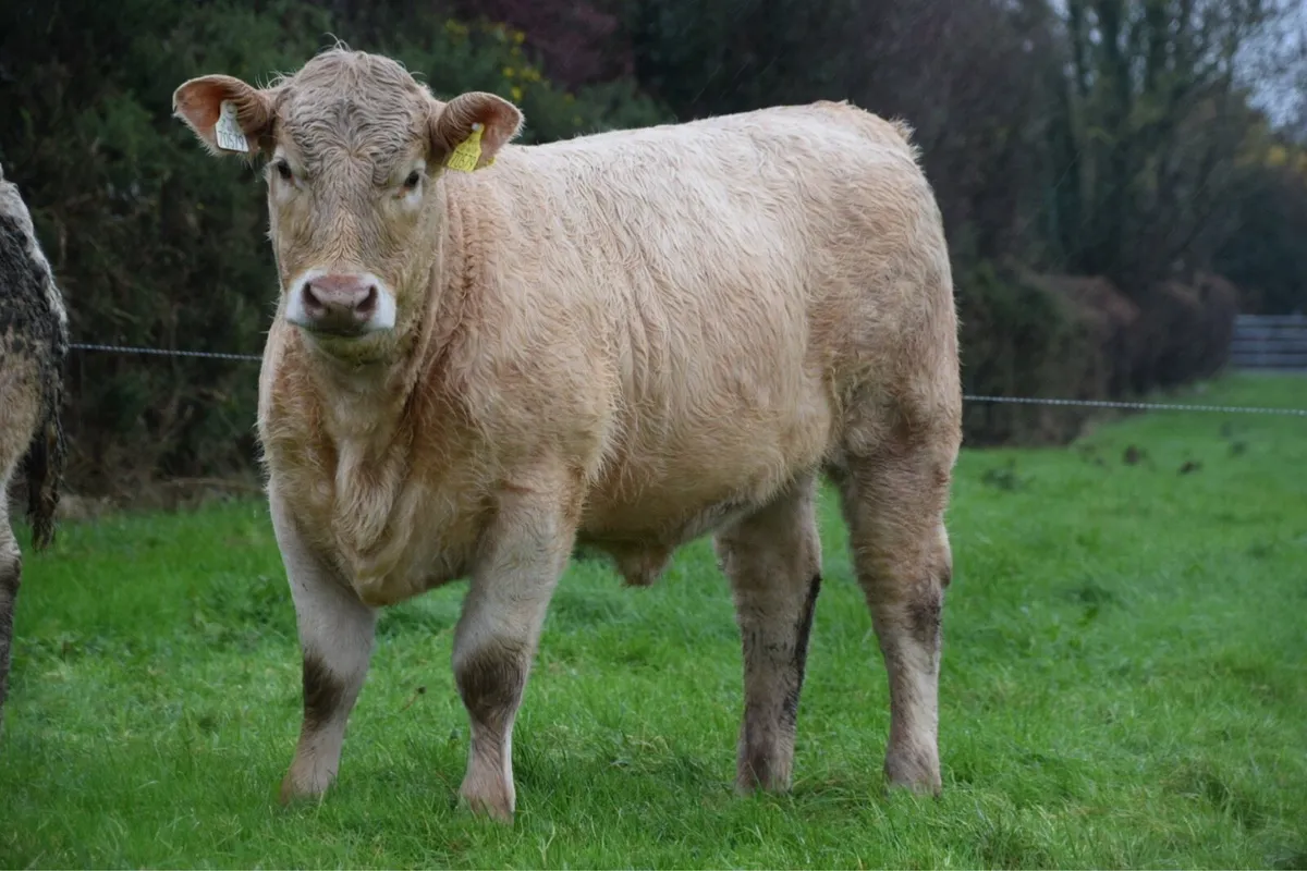 2 Organic Weanling Heifers Ros Mart Tue 4th Nov - Image 3