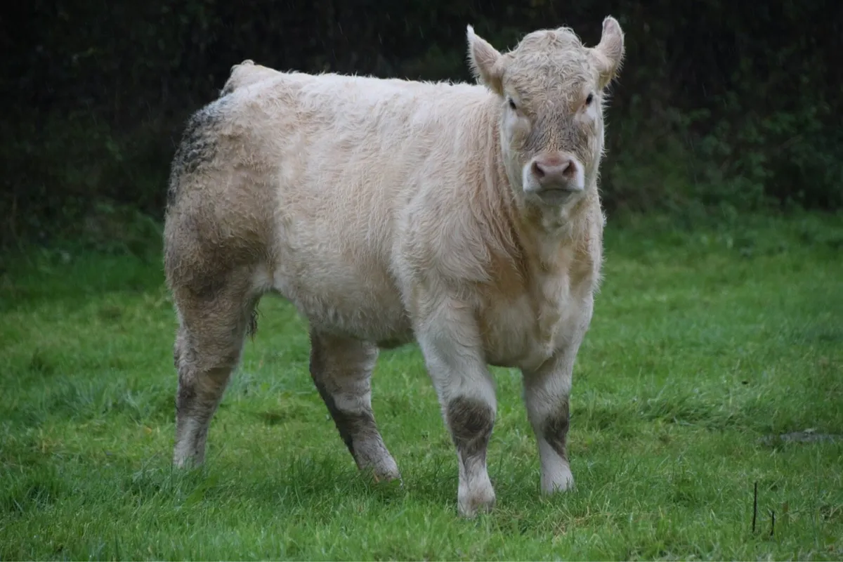 2 Organic Weanling Heifers Ros Mart Tue 4th Nov - Image 1