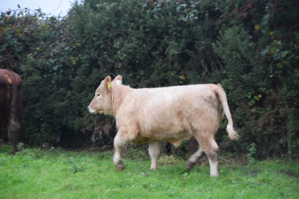 2 Organic Weanling Heifers Ros Mart Tue 4th Nov - Image 4