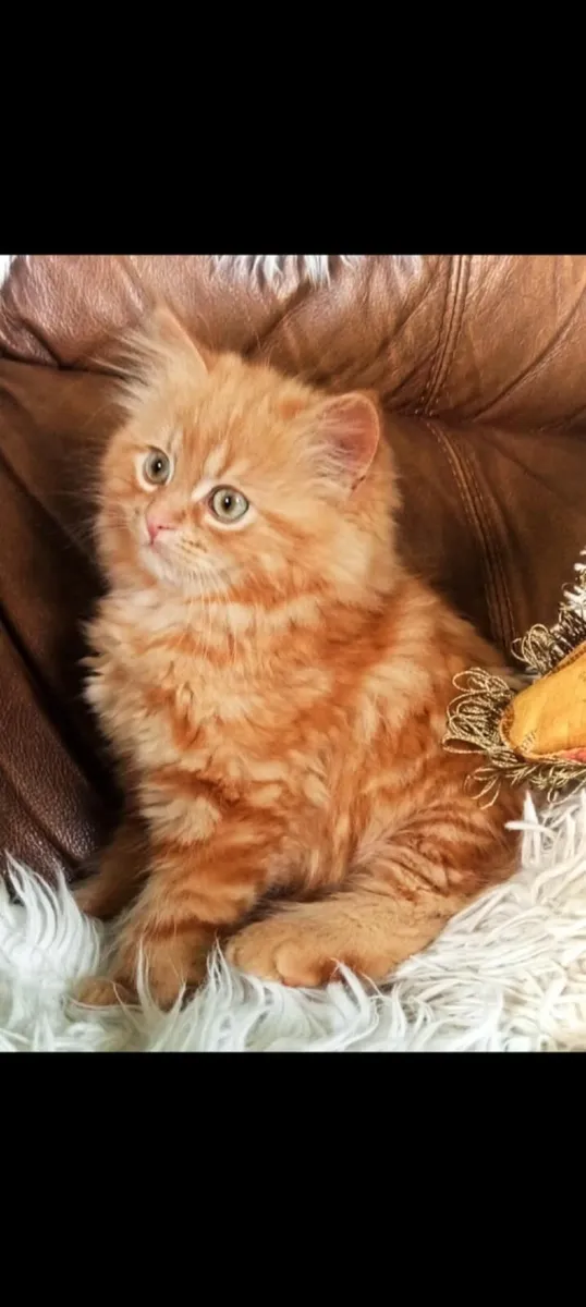 Gorgeous 3/4 bred Marmalade Persian kittens - Image 2