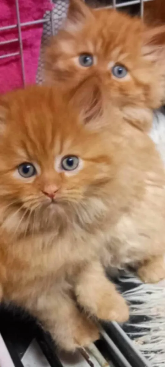 Gorgeous 3/4 bred Marmalade Persian kittens - Image 1