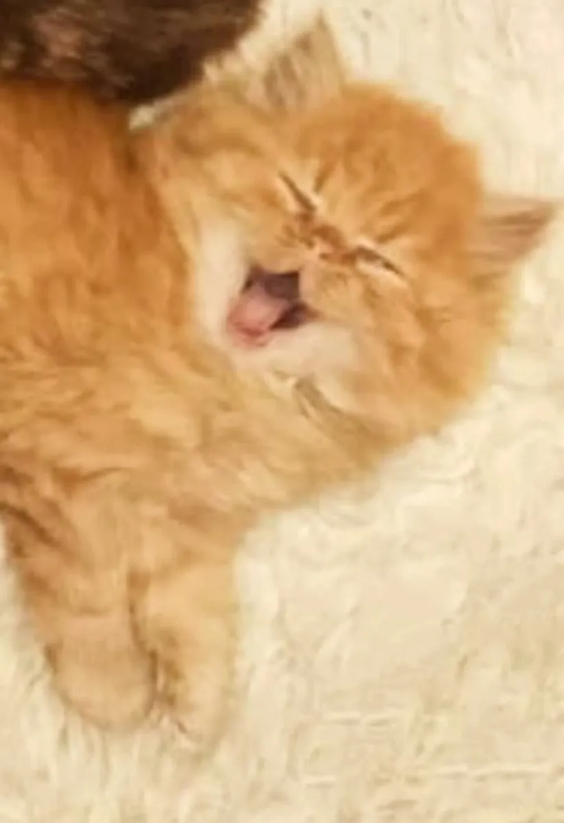 Gorgeous 3/4 bred Marmalade Persian kittens - Image 4