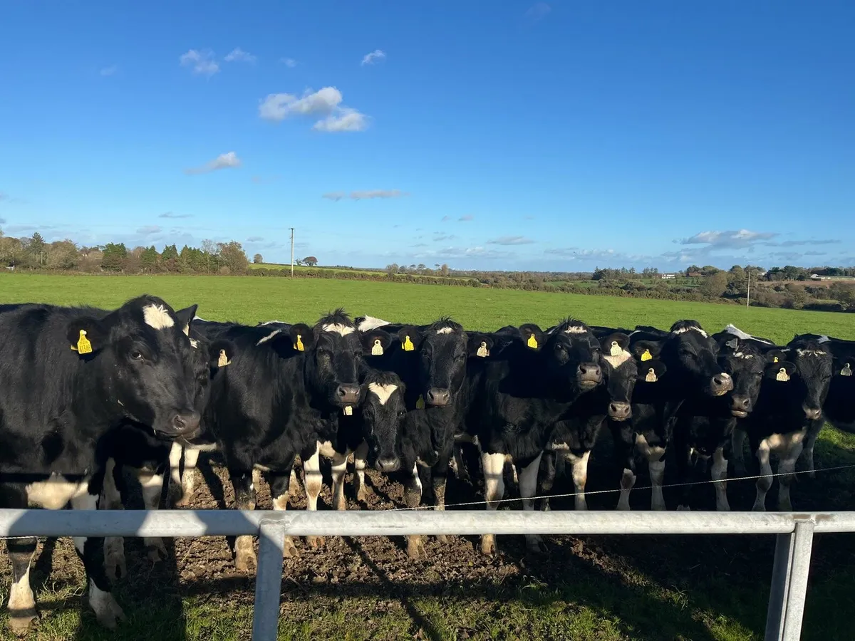 Dairy Sale Enniscorthy Mart Wednesday 5th November - Image 1