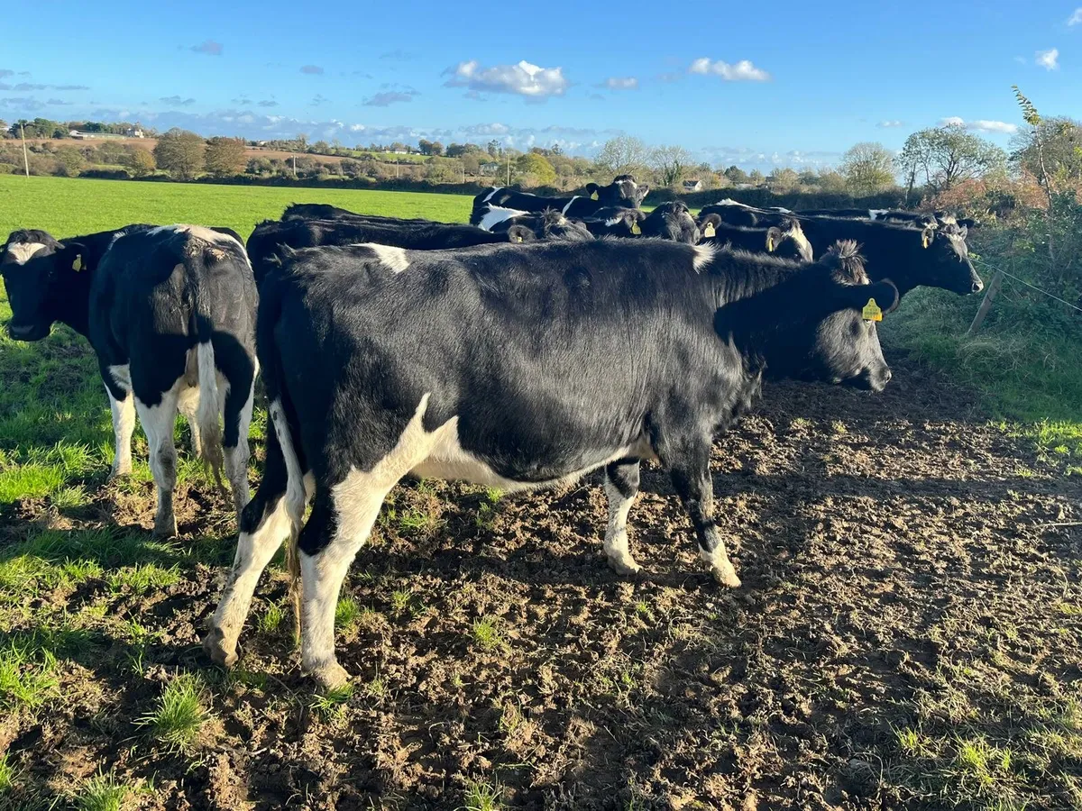 Dairy Sale Enniscorthy Mart Wednesday 5th November - Image 2