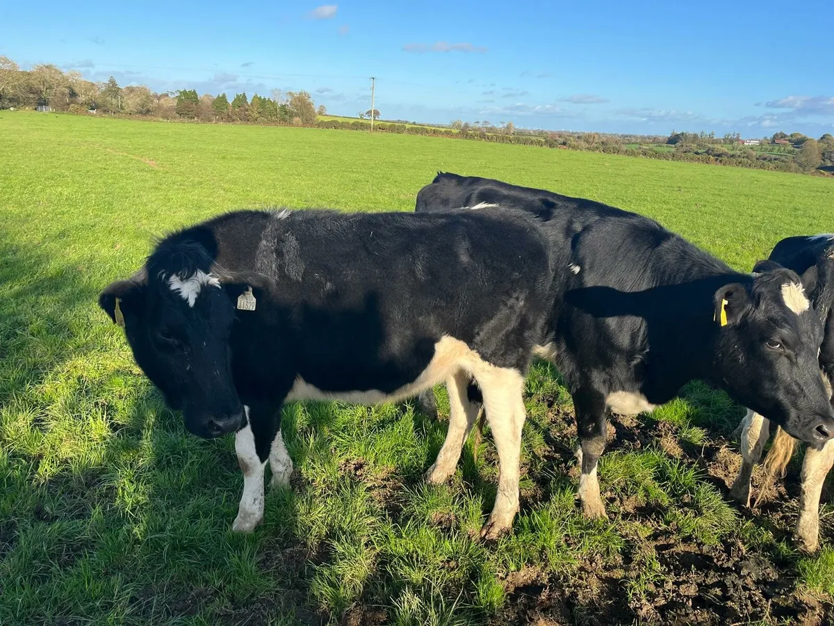 Dairy Sale Enniscorthy Mart Wednesday 5th November - Image 3