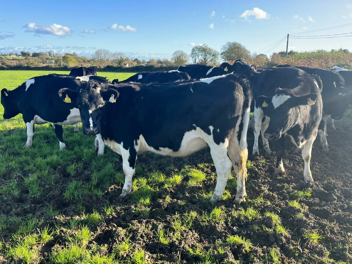 Dairy Sale Enniscorthy Mart Wednesday 5th November - Image 4