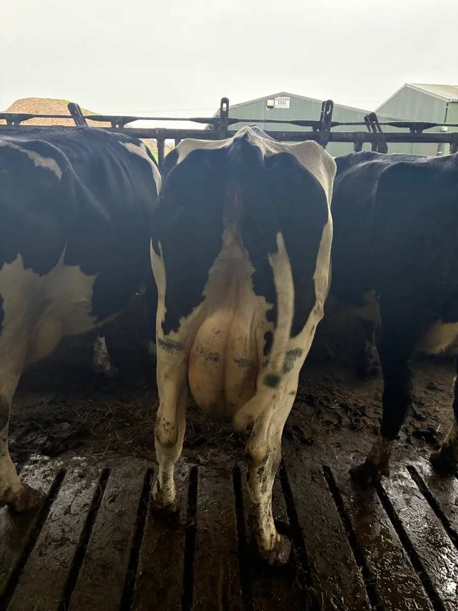 Empty Cows In Milk - Image 2