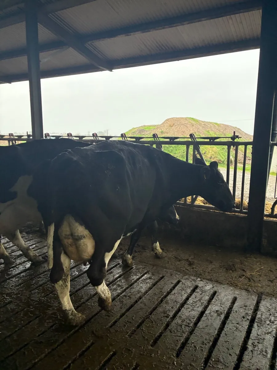 Empty Cows In Milk - Image 3