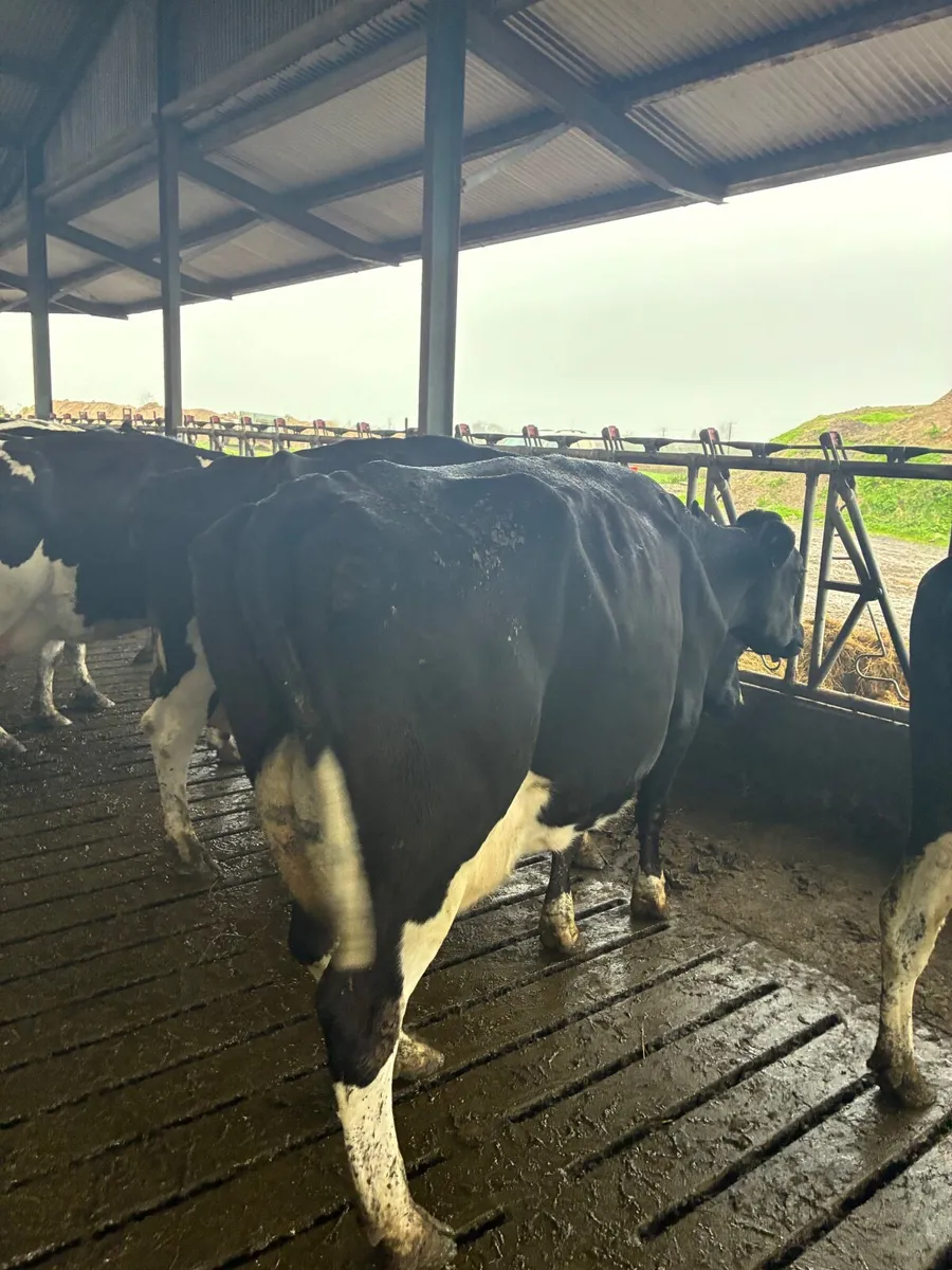 Empty Cows In Milk - Image 4