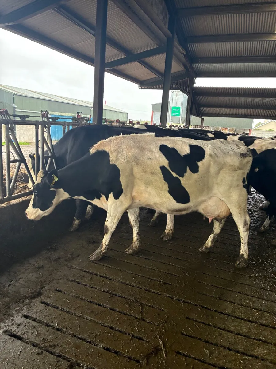 Empty Cows In Milk - Image 1