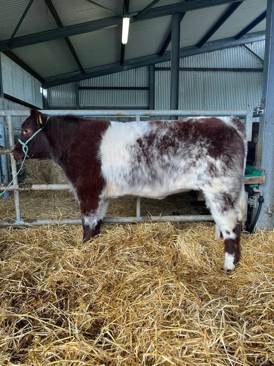 PREMIER SALE - Image 3