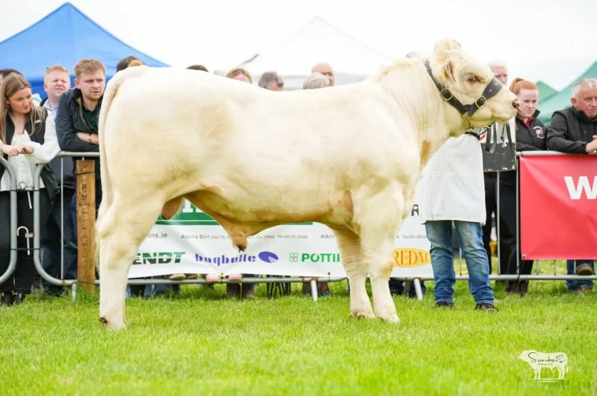 PREMIER SALE - Image 4