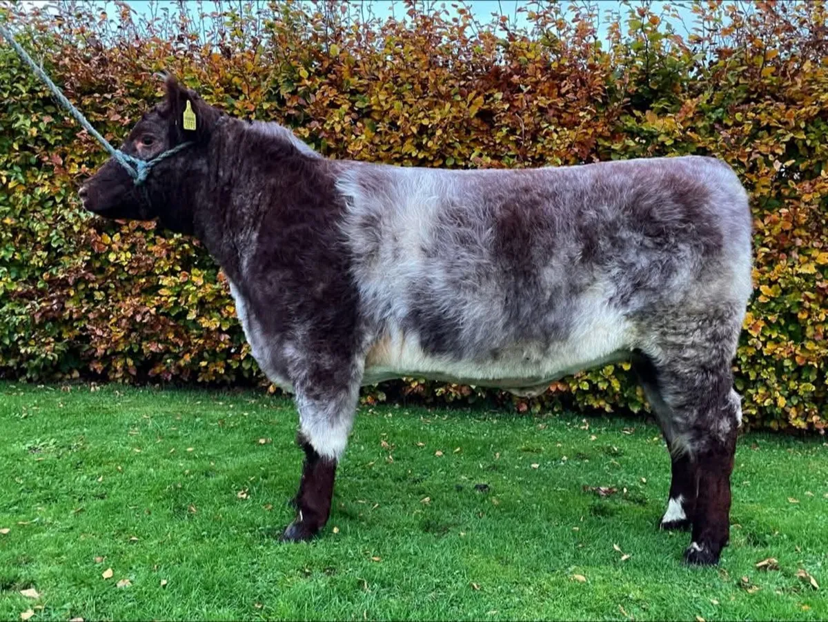 PREMIER SALE - Image 1