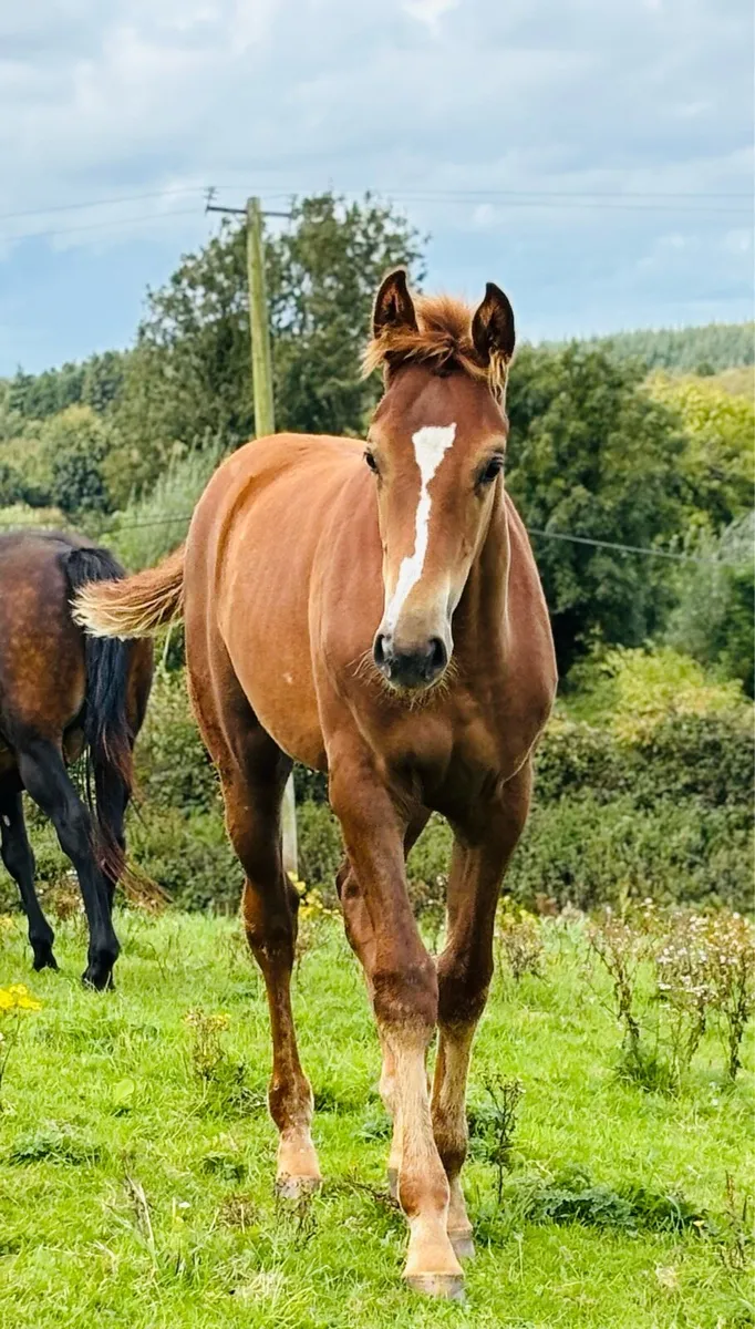 Stunning Filly foal - Image 1