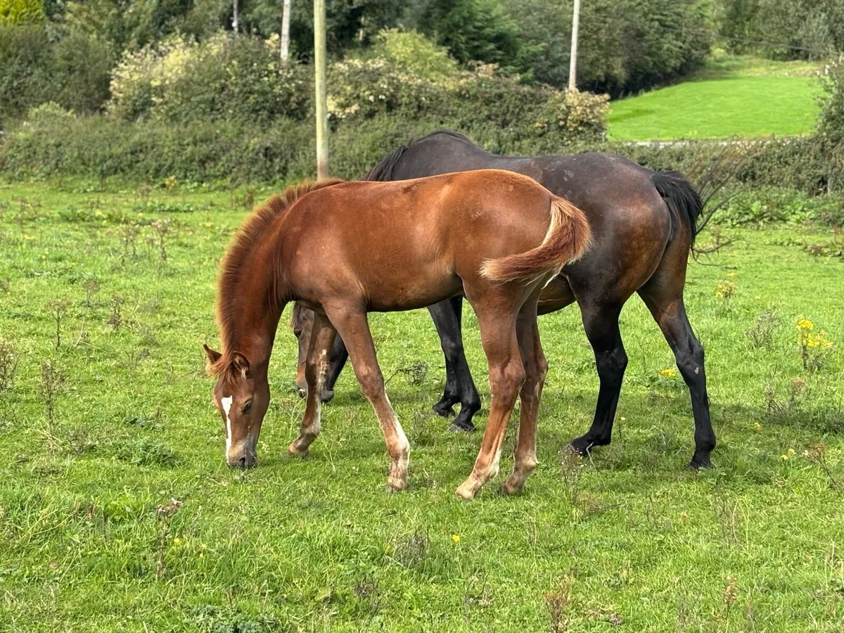 Stunning Filly foal - Image 2