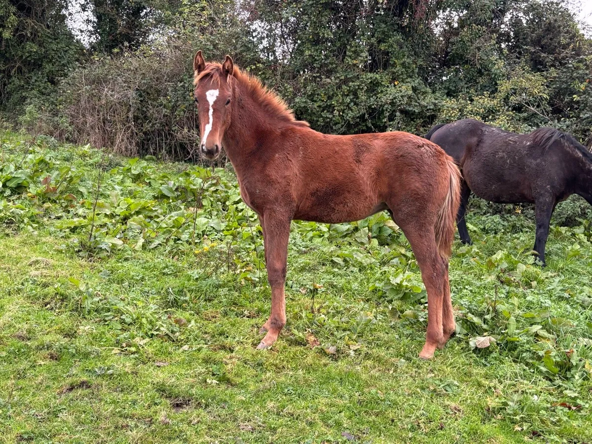 Stunning Filly foal - Image 3