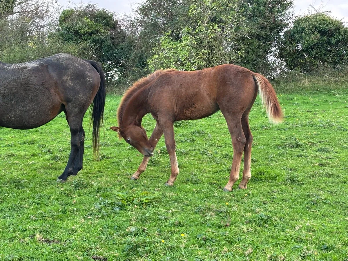 Stunning Filly foal - Image 4