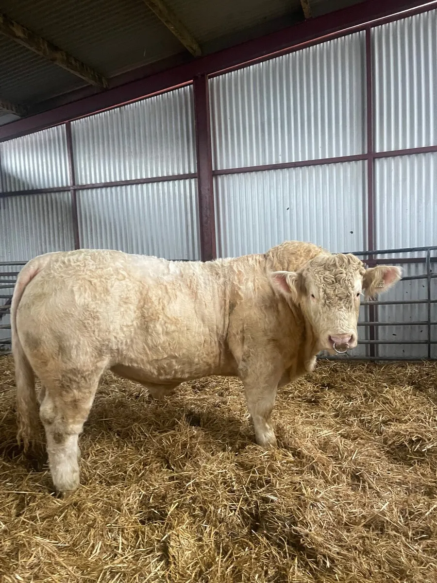 Charolais bulls for sale in Tullamore mart8 /11 . - Image 1