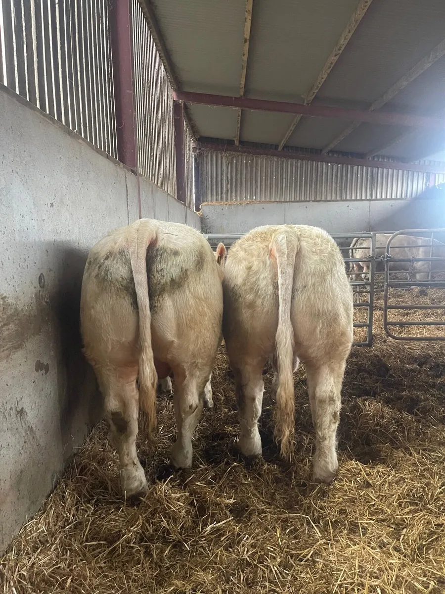 Charolais bulls for sale in Tullamore mart8 /11 . - Image 3