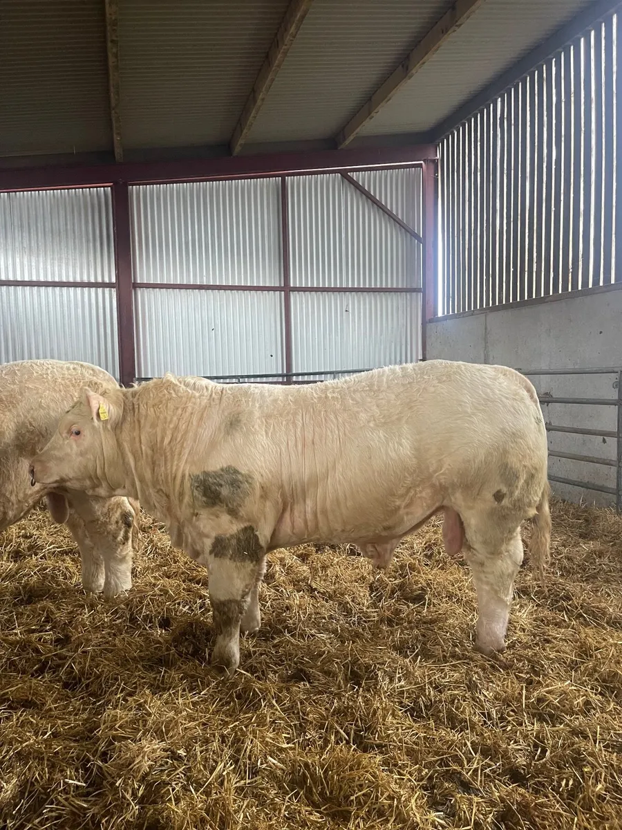 Charolais bulls for sale in Tullamore mart8 /11 . - Image 4
