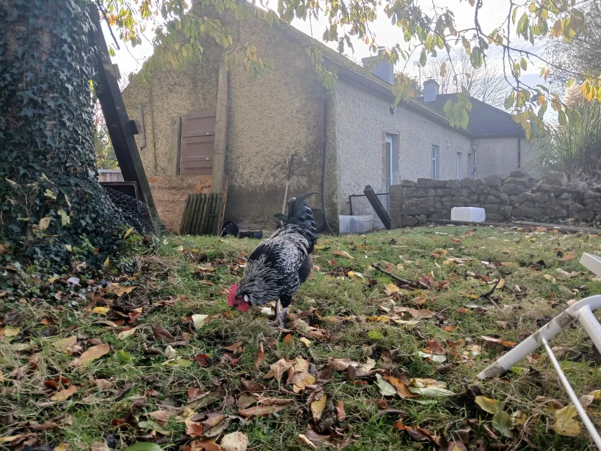 Handsome Young Minorca Rooster - Image 3