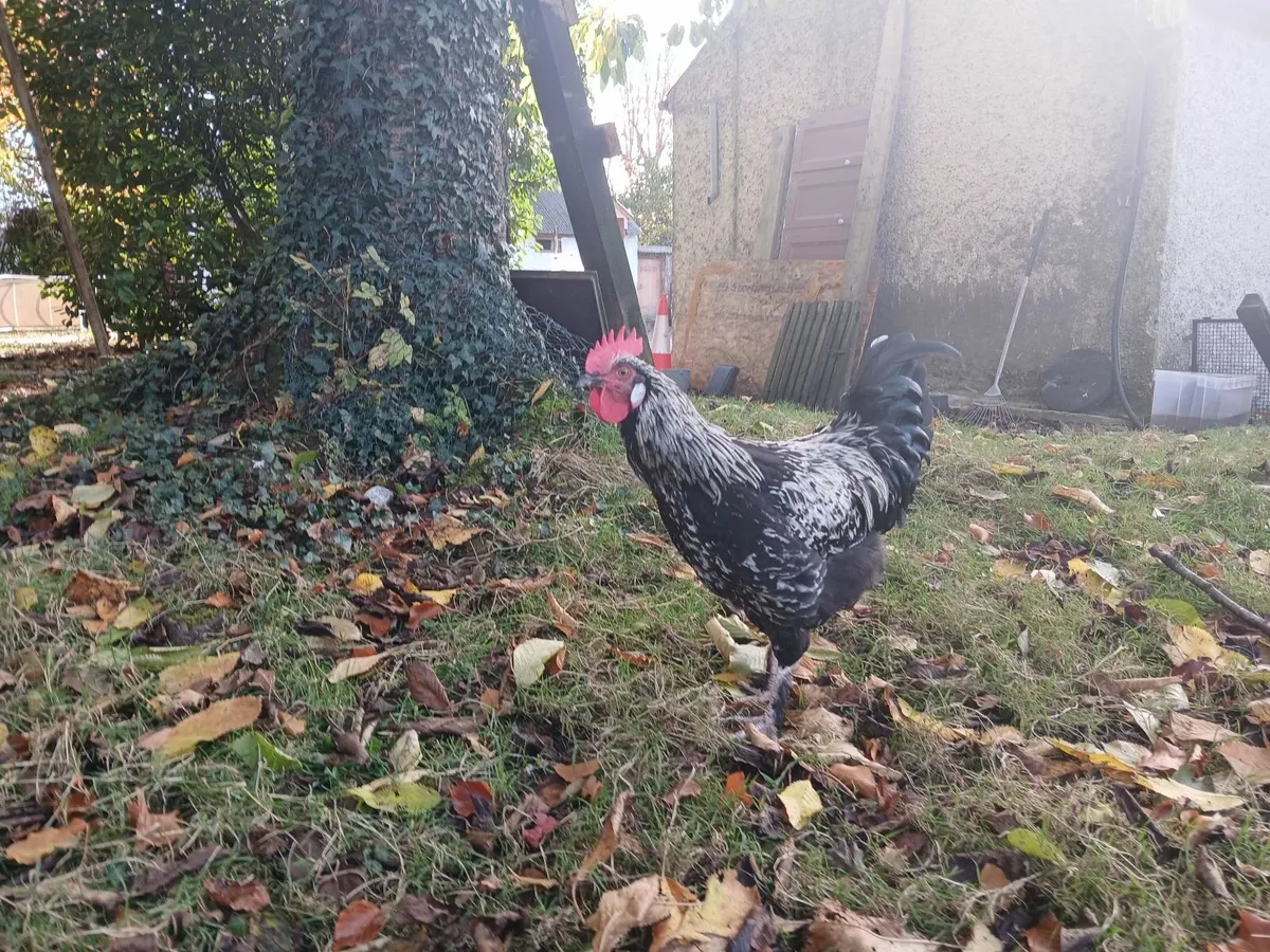 Handsome Young Minorca Rooster - Image 4