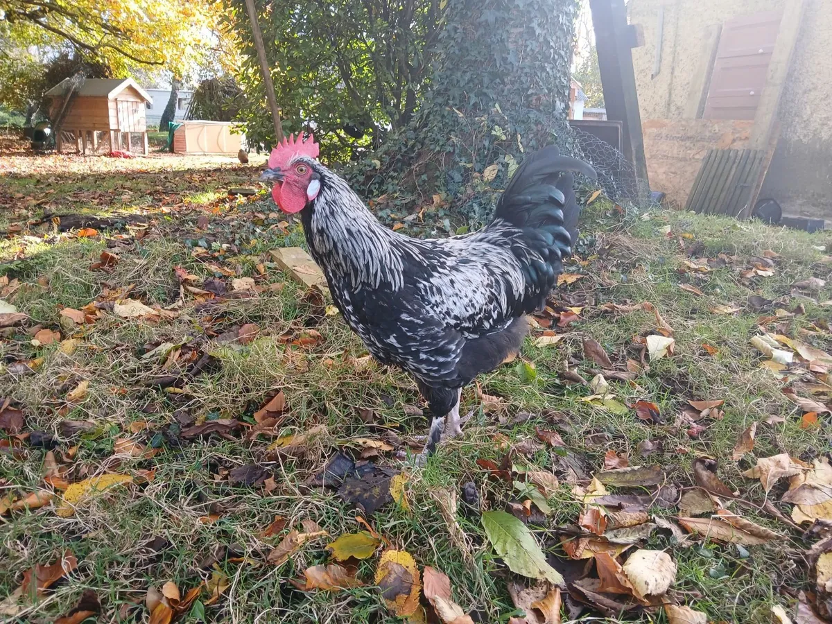 Handsome Young Minorca Rooster - Image 2