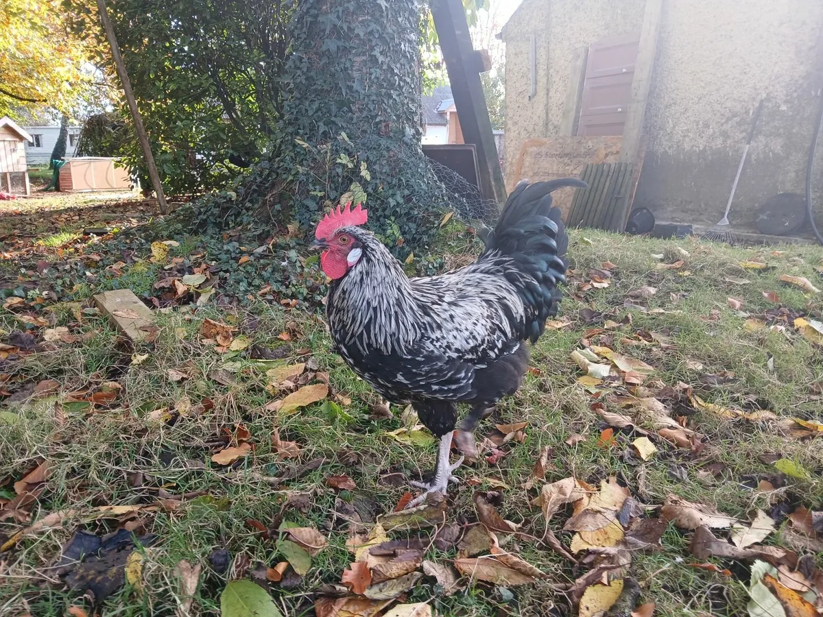 Handsome Young Minorca Rooster - Image 1
