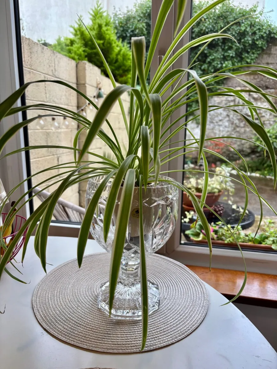 Crystal vase - Image 2