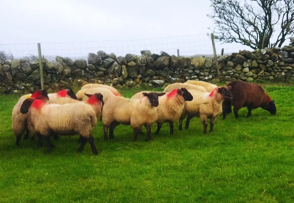 Suffolk Ewe Lambs - Image 1