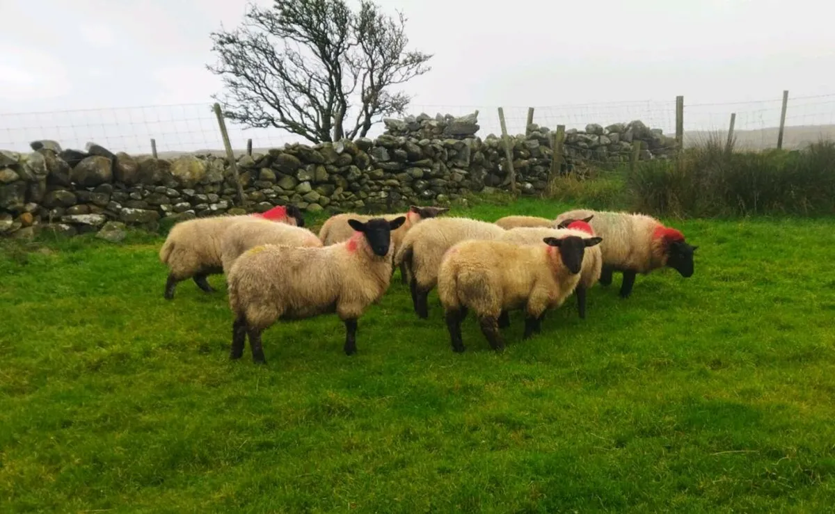 Suffolk Ewe Lambs - Image 3